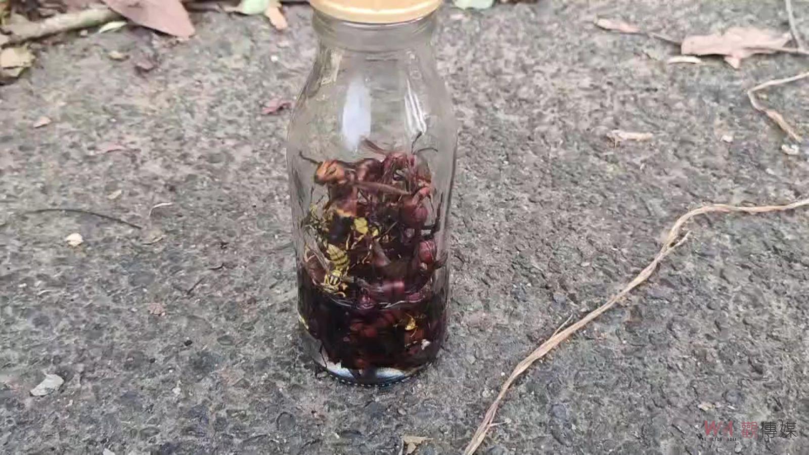 高手在民間！捕捉在光臘樹吸取汁液的虎頭蜂　浸泡米酒現抓現賣 - https://www.watchmedia01.com