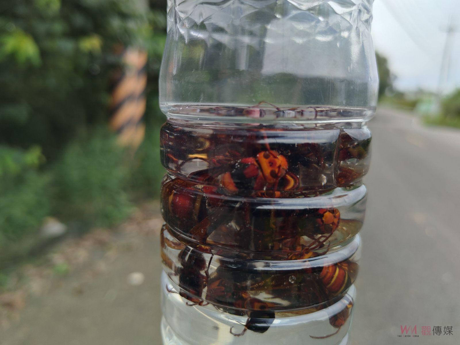 高手在民間！捕捉在光臘樹吸取汁液的虎頭蜂　浸泡米酒現抓現賣 - https://www.watchmedia01.com