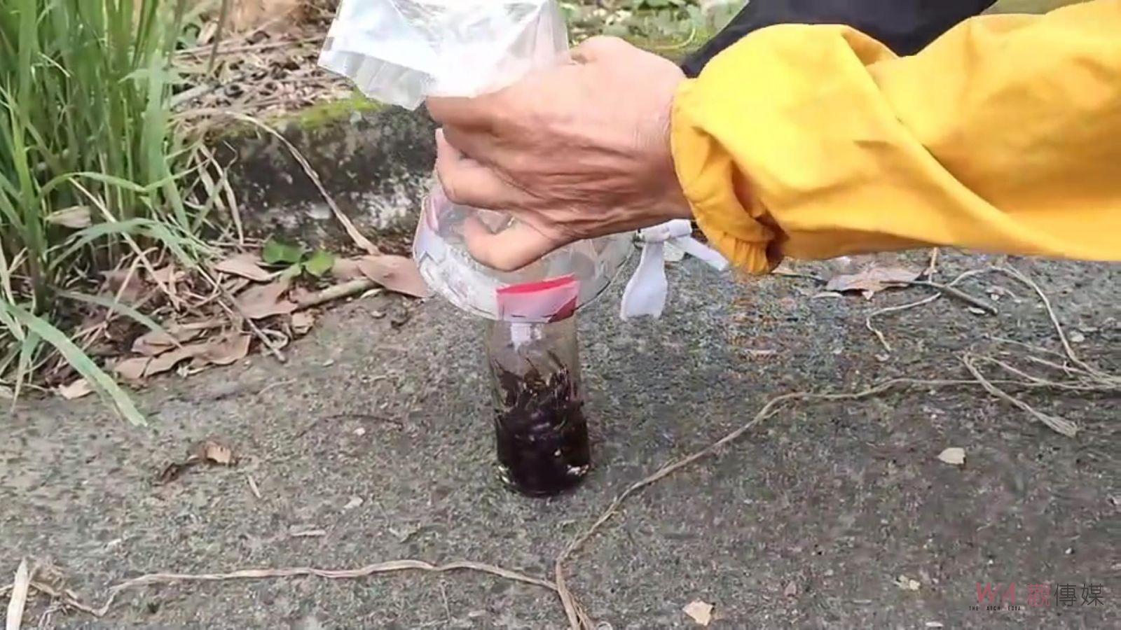 高手在民間！捕捉在光臘樹吸取汁液的虎頭蜂　浸泡米酒現抓現賣 - https://www.watchmedia01.com