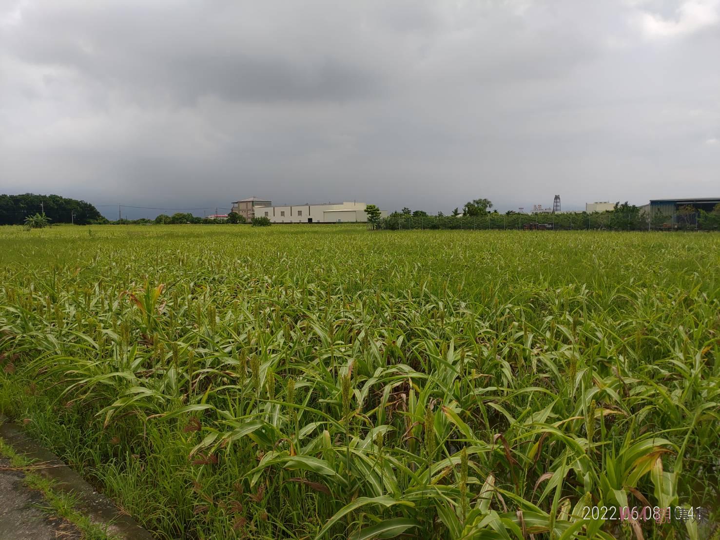 台南市高粱、大豆雨害災損現金救助 即日起受理申請 - https://www.watchmedia01.com