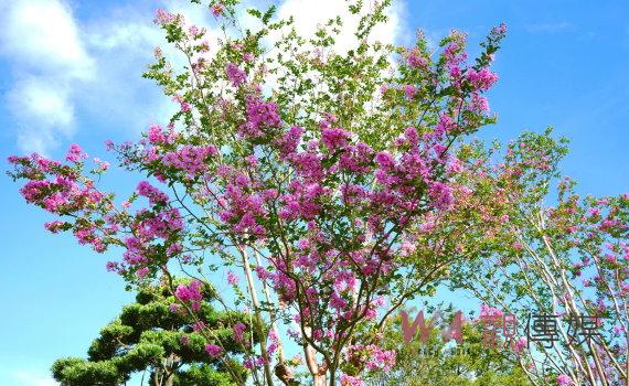 影／滿樹粉紅花海大爆炸！6/18-9/30紫薇花季學生情侶親親免費 - https://www.watchmedia01.com