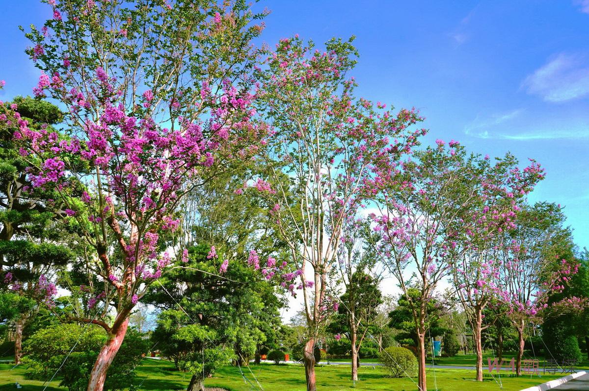 影／滿樹粉紅花海大爆炸！6/18-9/30紫薇花季學生情侶親親免費 - https://www.watchmedia01.com