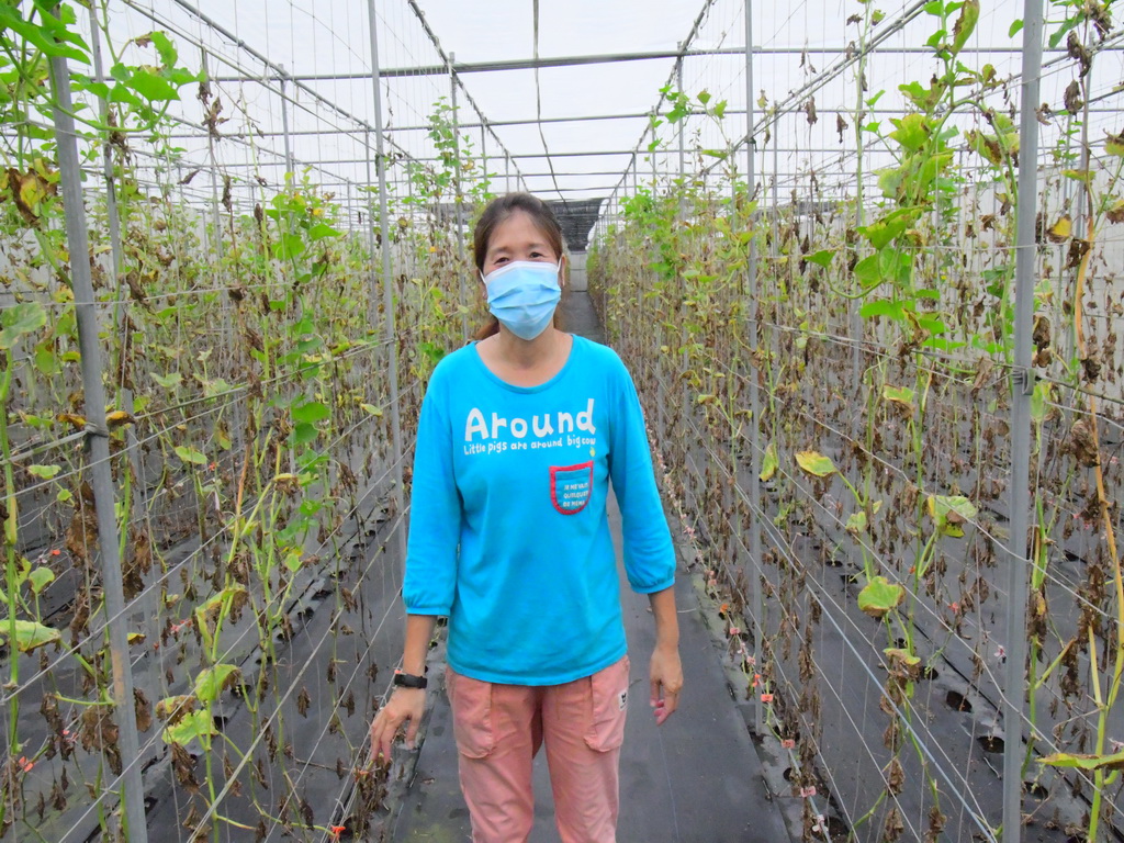 大村鄉女青農余思萭不灰心夏季香瓜泡湯 決心產出優先蔬果！ - https://www.watchmedia01.com