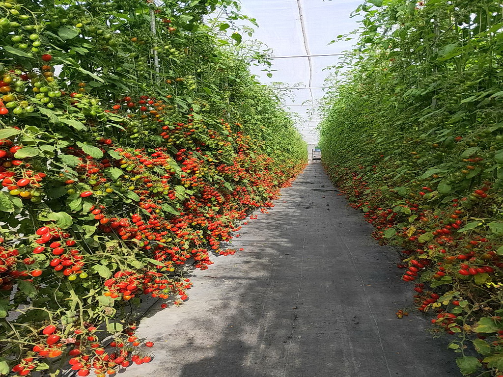 大村鄉女青農余思萭不灰心夏季香瓜泡湯 決心產出優先蔬果！ - https://www.watchmedia01.com