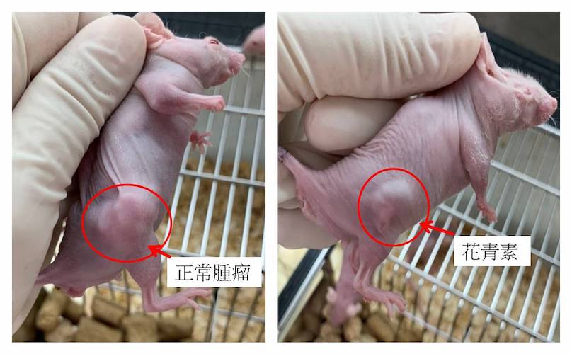 嘉大攜手林口長庚突破大細胞肺癌治療　受國際高度重視 - https://www.watchmedia01.com