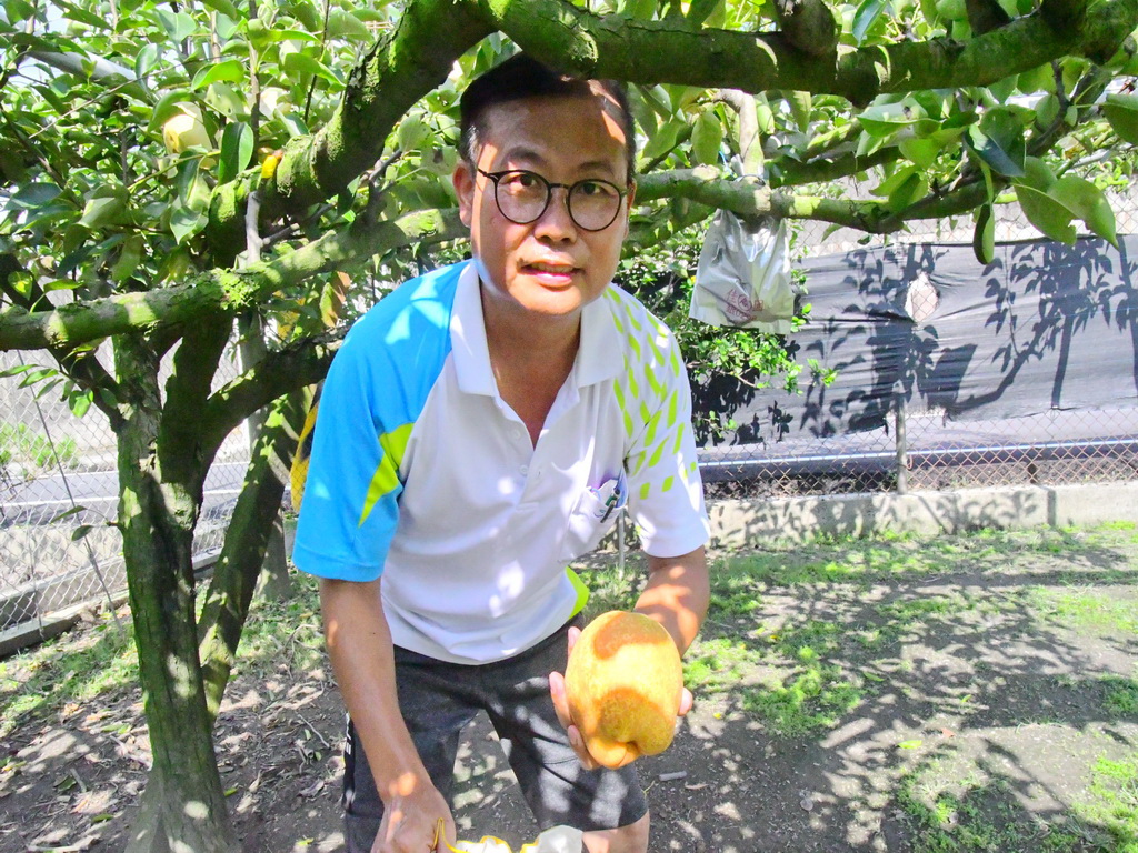 彰化也產高級水梨 陳世杰夫妻經營玉峰果園產品不輸日韓 - https://www.watchmedia01.com