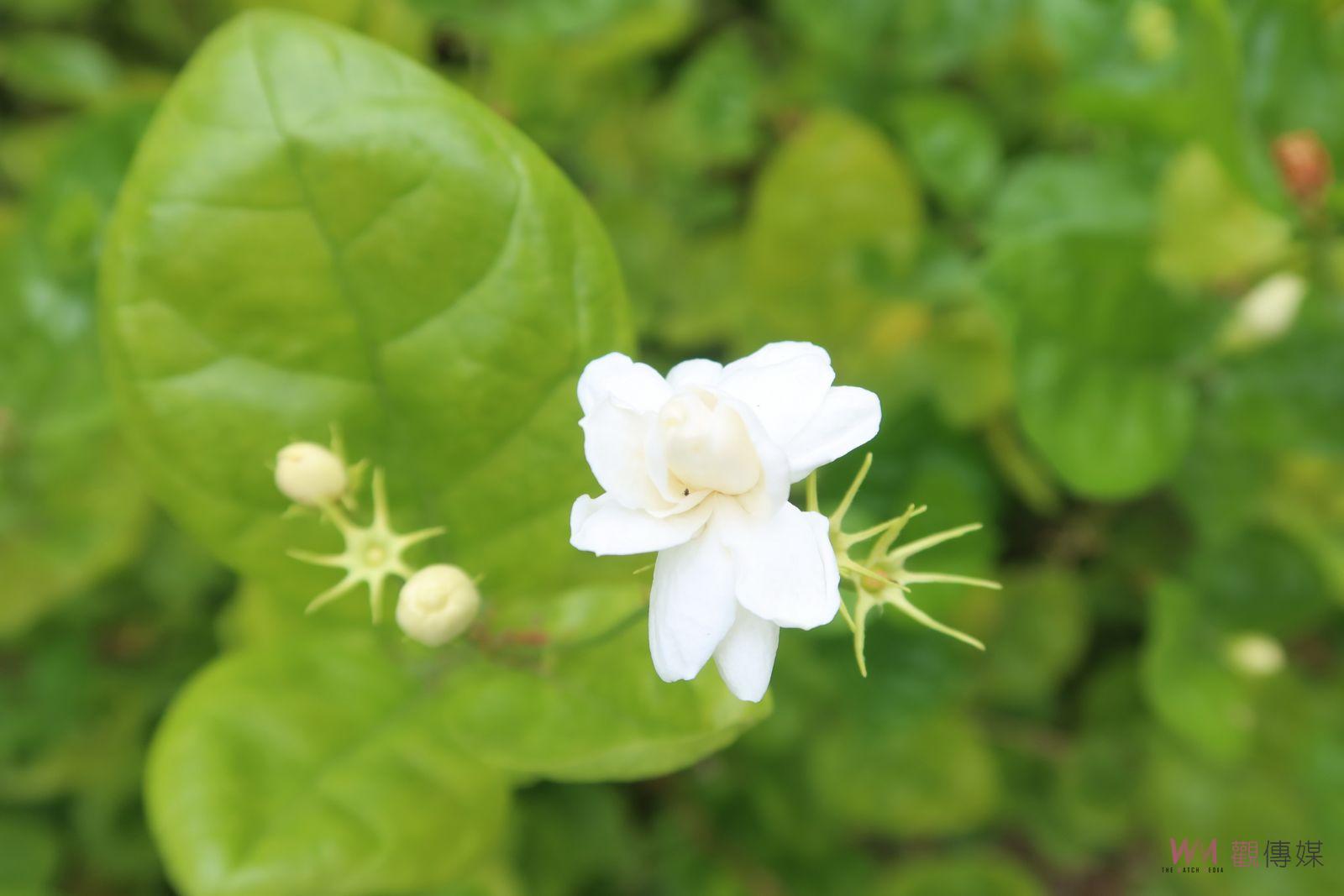 影／茉莉享茶樂一夏！2022深白茉莉夏日享茶派對　花筍同樂會 - https://www.watchmedia01.com