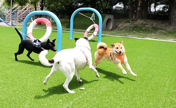 斥資5千萬元打造 南投縣首座草屯寵物公園啟用 - https://www.watchmedia01.com