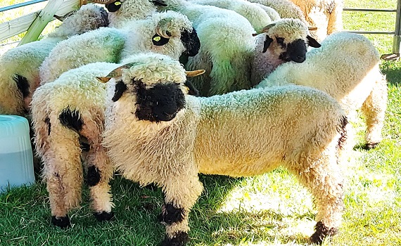 南投清境農場新朋友 瓦萊黑鼻羊 我來Happy啦 - https://www.watchmedia01.com