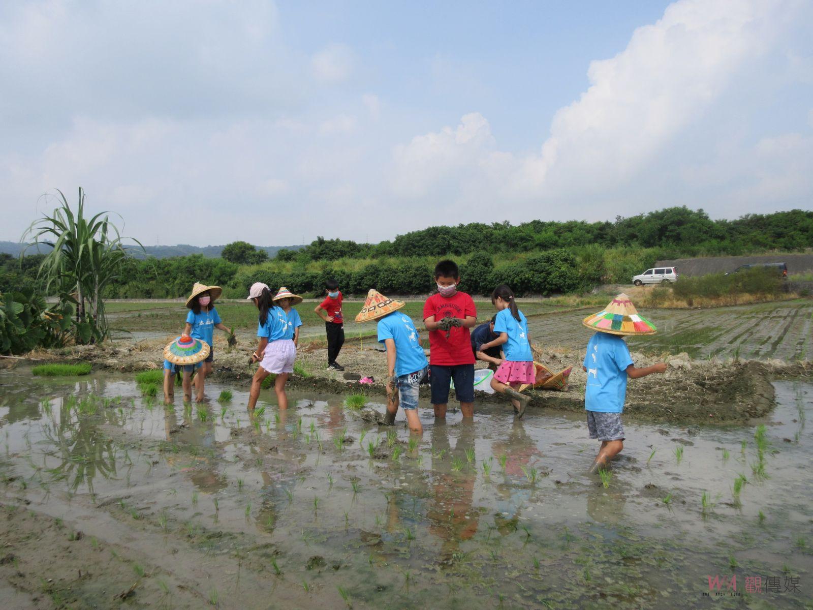 影／夏日樂學插秧「趣」　八卦山上文德國小學生體驗稻作食農 - https://www.watchmedia01.com