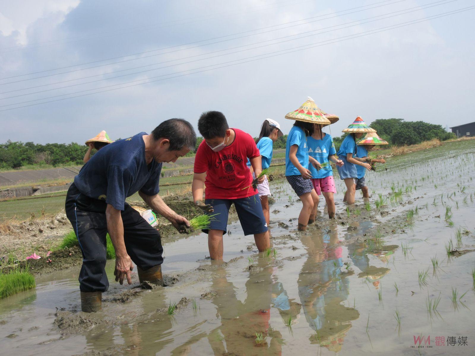 影／夏日樂學插秧「趣」　八卦山上文德國小學生體驗稻作食農 - https://www.watchmedia01.com