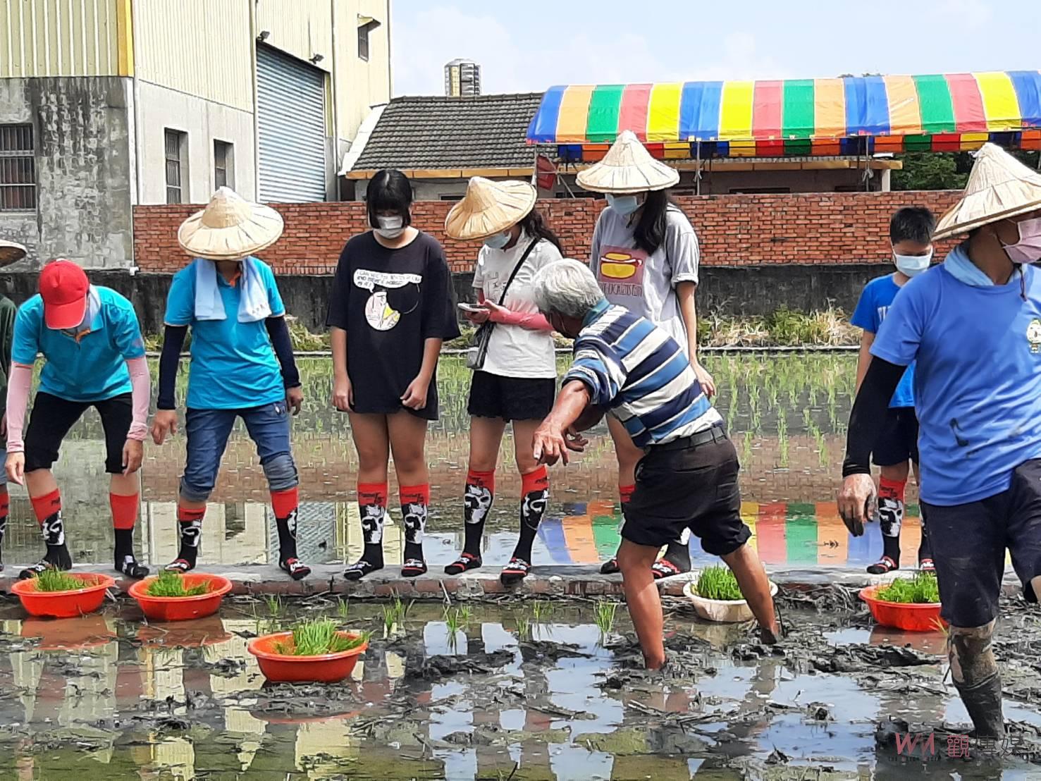 影／水牛精神！社頭舊社小學童化身小農夫！下田體驗插秧趣 - https://www.watchmedia01.com