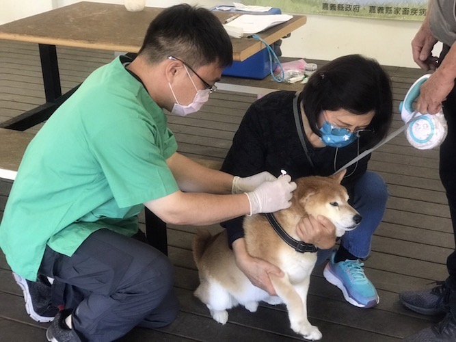 保育「帝雉」遭浪犬伏擊　嘉縣府籲將依法嚴處 - https://www.watchmedia01.com