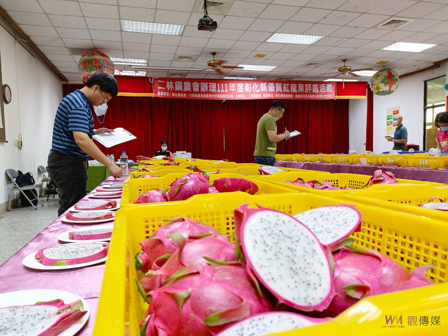 影／紅龍果選美秀！彰化縣優質紅龍果評鑑　吸引縣內13鄉鎮、102組農民參賽 - https://www.watchmedia01.com
