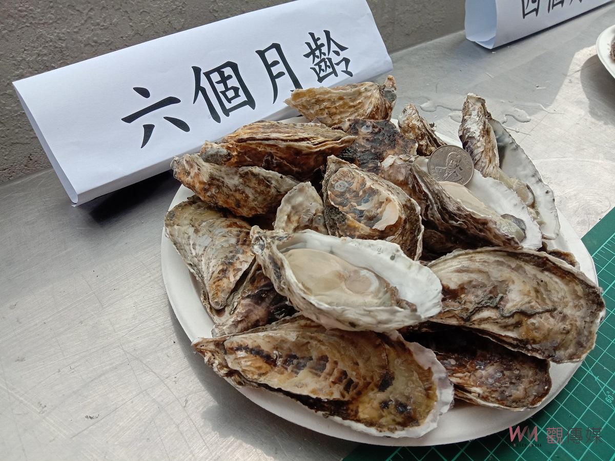 影／海口新經濟　改變過去蚵串養殖　啟動台灣單體牡蠣養殖元年 - https://www.watchmedia01.com