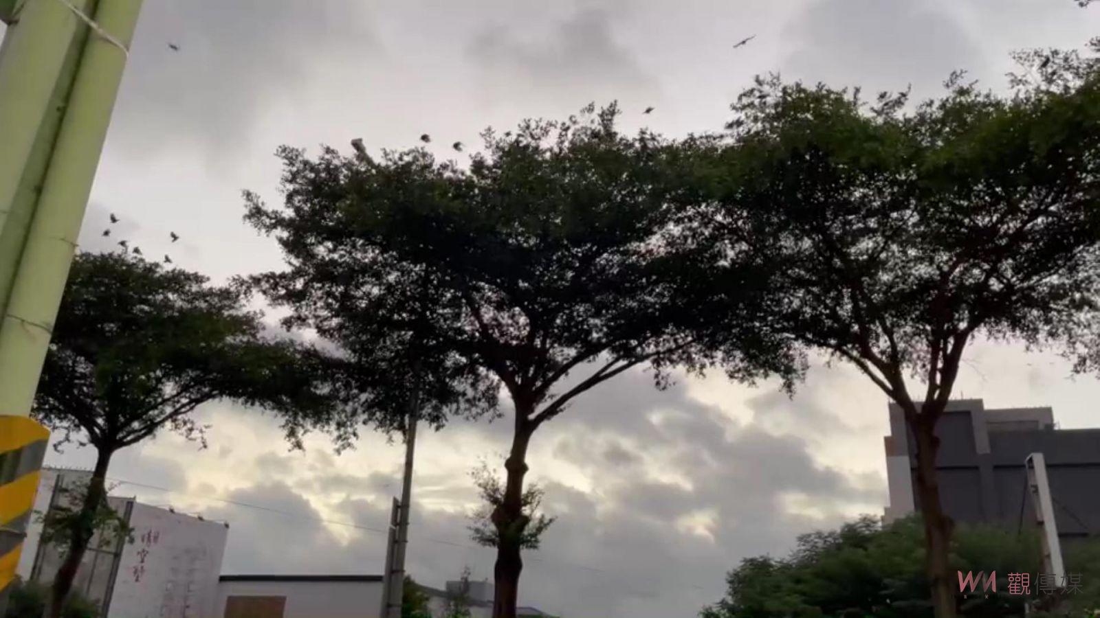 影／群聚！一群白尾八哥占據小葉欖仁樹築巢　吱喳聲民眾民眾直喊崩潰了 - https://www.watchmedia01.com