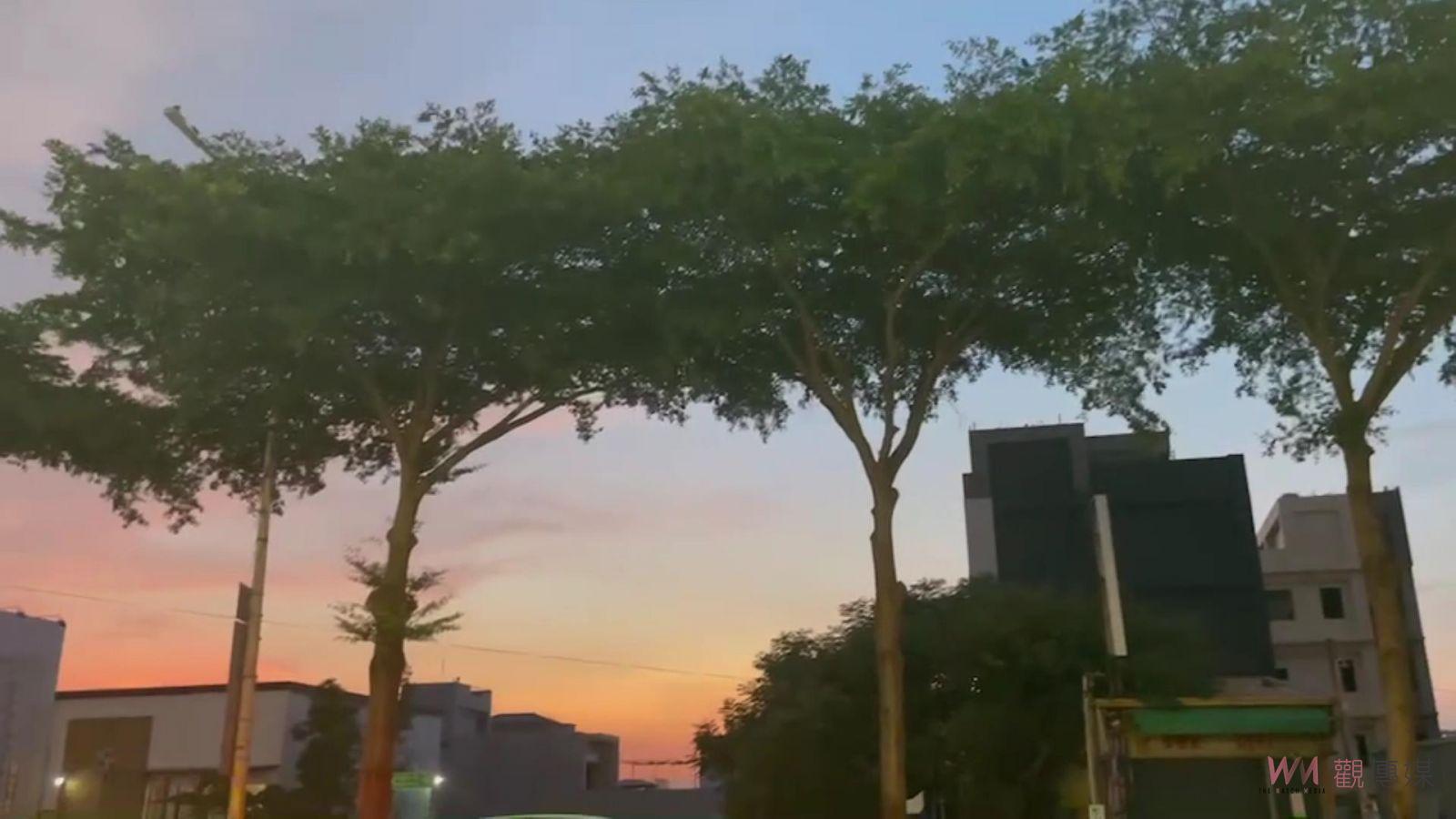 影／群聚！一群白尾八哥占據小葉欖仁樹築巢　吱喳聲民眾民眾直喊崩潰了 - https://www.watchmedia01.com
