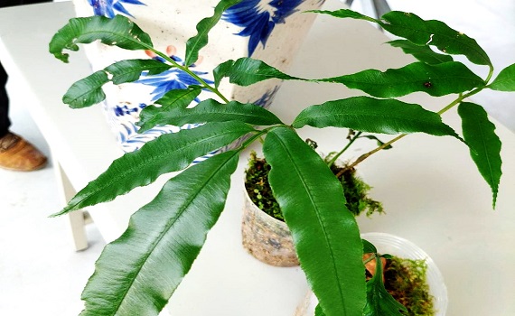 林務局輔導，社區發揮在地力量 伊藤氏原始觀音座蓮復育成功！ - https://www.watchmedia01.com