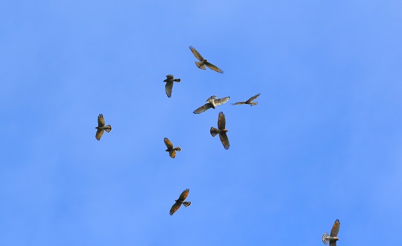 鷹越塔塔加 賞鳥、賞鷹 體驗活動趣 - https://www.watchmedia01.com
