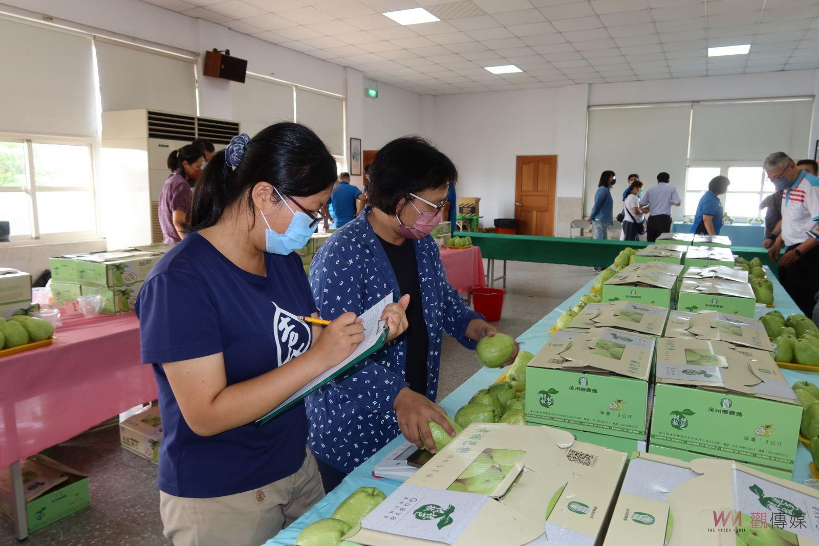 影／芭樂選美秀　溪州鄉農會76組芭樂農競賽　青農張禾茂掄元 - https://www.watchmedia01.com