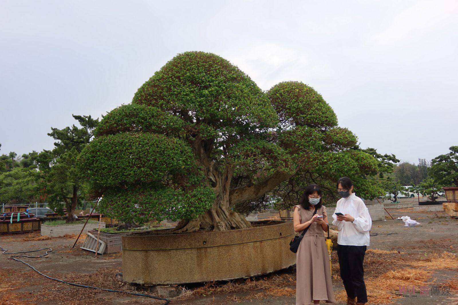 影／身價超過600萬的壽娘子公開亮相　新景點在全國最大苗木之鄉 - https://www.watchmedia01.com