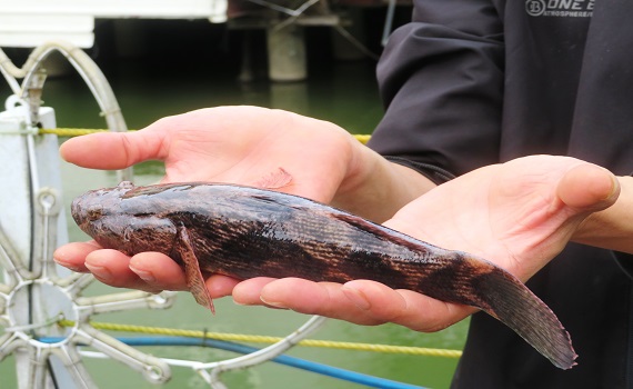 埔里鯉魚潭首辦外來魚種釣魚比賽 邀請江湖釣客決戰鯉魚潭 - https://www.watchmedia01.com