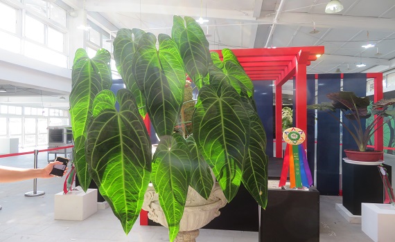 2022台灣熱帶雨林暨觀葉植物精品大賞競賽名次出爐 - https://www.watchmedia01.com