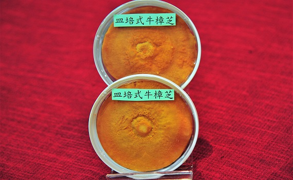 皿培式牛樟芝子實體　大仁藥學攜手台灣創富技轉發表 - https://www.watchmedia01.com