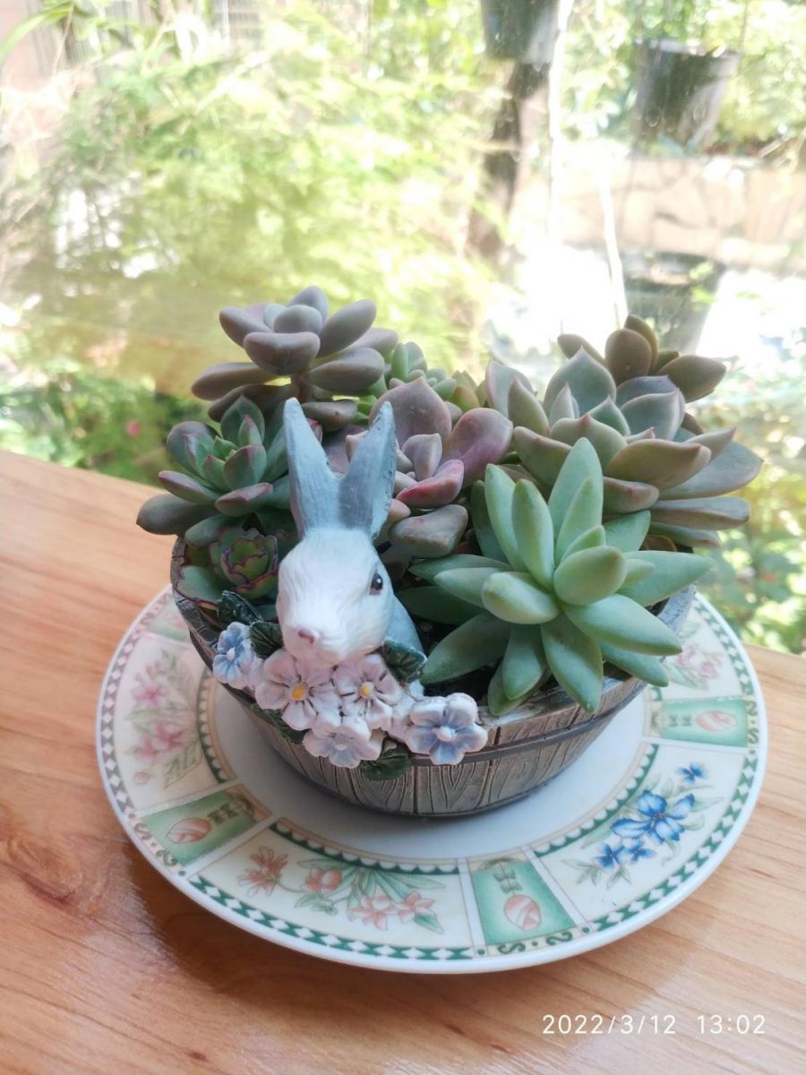 大家來和植物做朋友　童鳳嬌推廣環境教育 - https://www.watchmedia01.com
