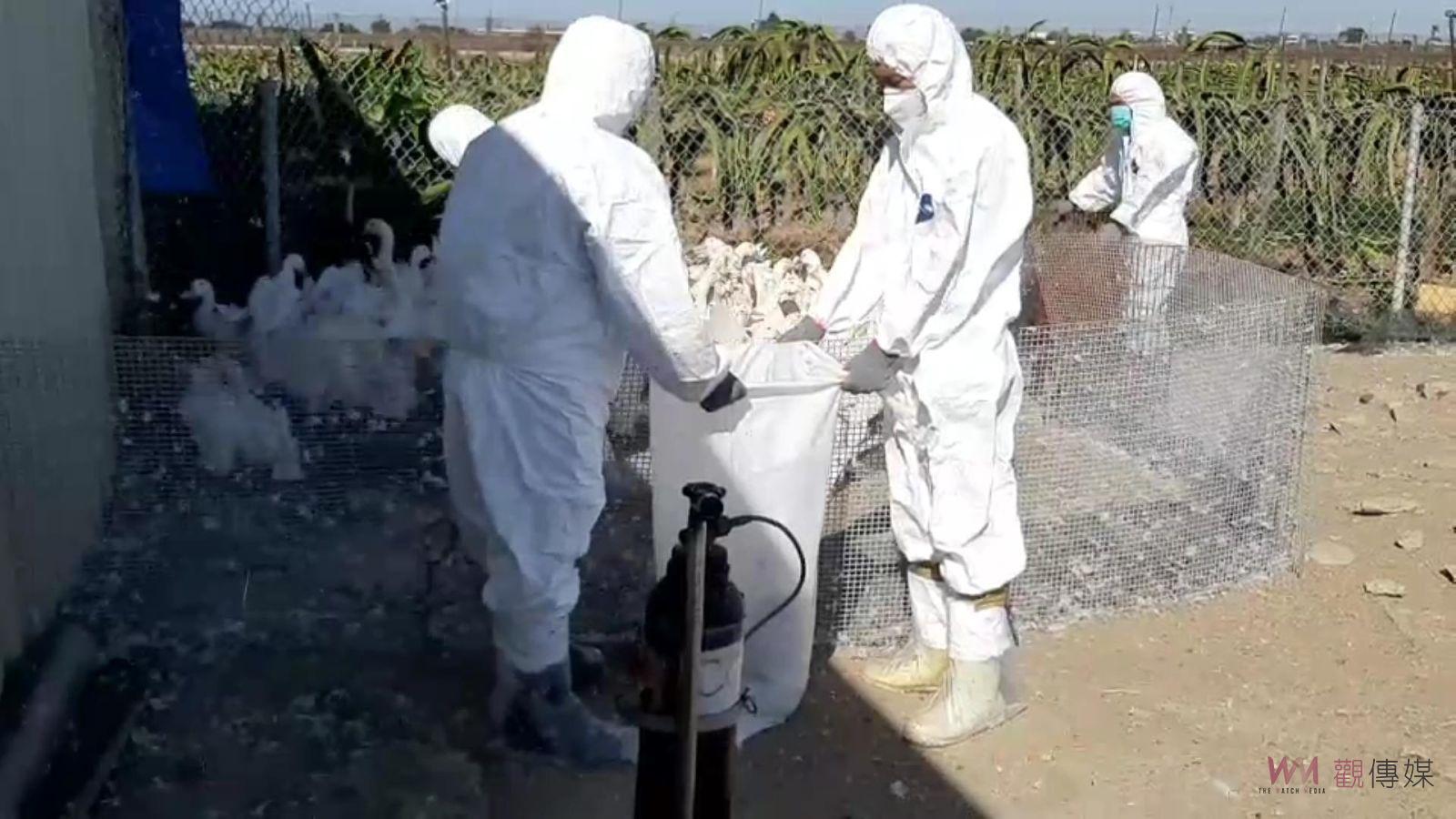 影／家禽「感冒」！彰化5養禽場染H5N1　撲殺3萬1765隻家禽 - https://www.watchmedia01.com