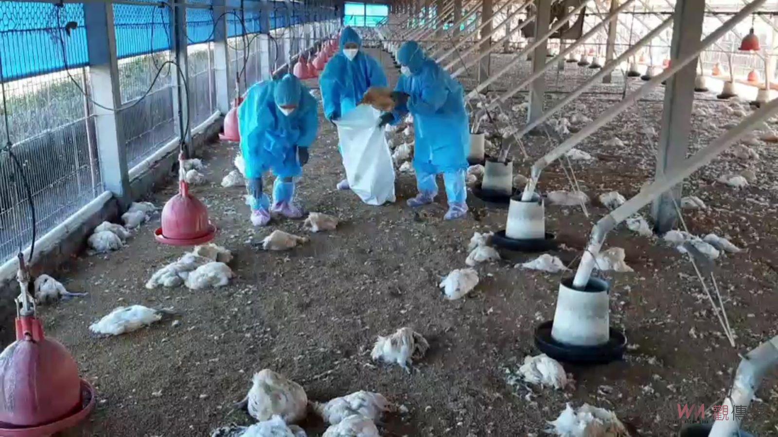 影／家禽「感冒」！彰化5養禽場染H5N1　撲殺3萬1765隻家禽 - https://www.watchmedia01.com
