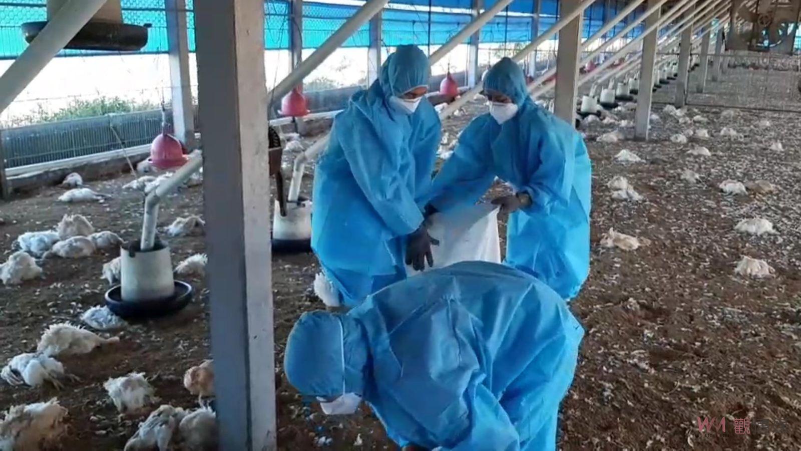 影／家禽「感冒」！彰化5養禽場染H5N1　撲殺3萬1765隻家禽 - https://www.watchmedia01.com