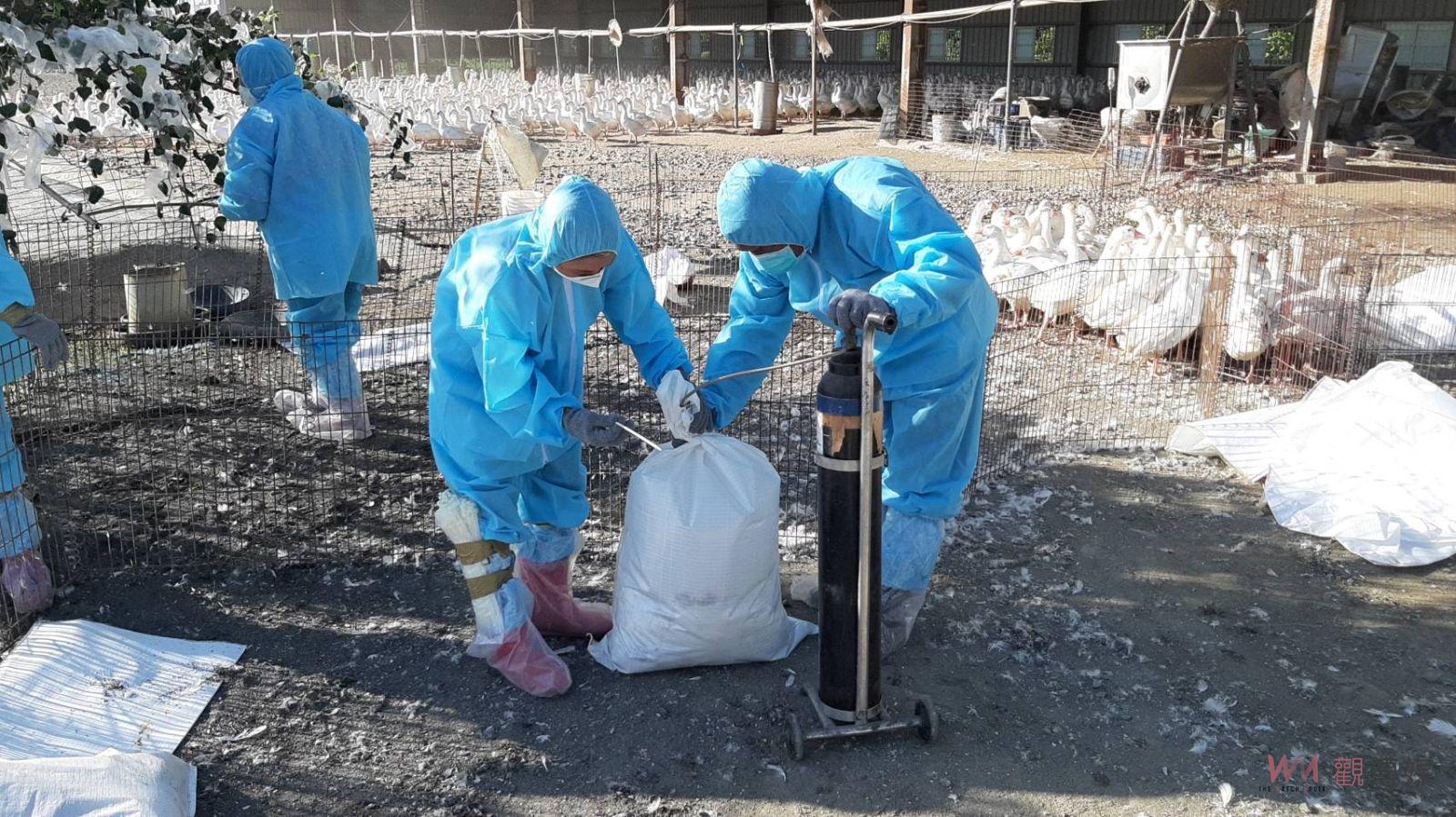 影／家禽「感冒」！彰化5養禽場染H5N1　撲殺3萬1765隻家禽 - https://www.watchmedia01.com