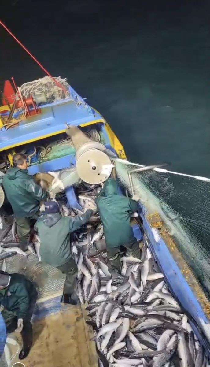 影／大發「黑金」財！捕獲野生烏魚9千多尾獲利400萬 - https://www.watchmedia01.com