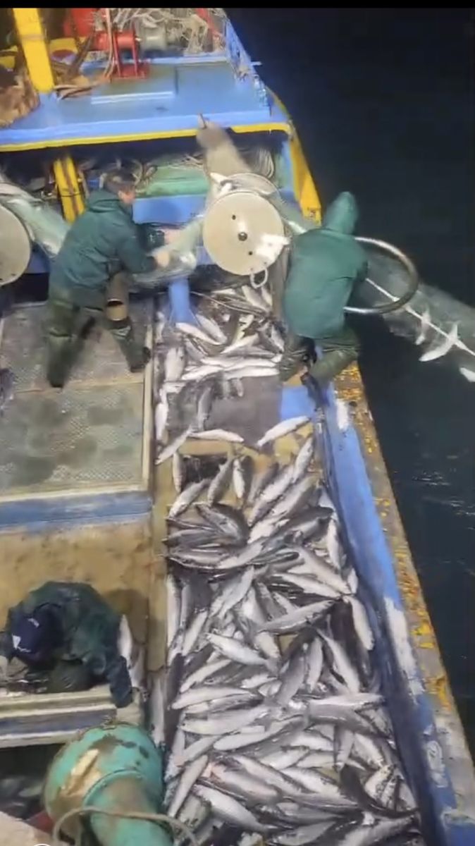 影／大發「黑金」財！捕獲野生烏魚9千多尾獲利400萬 - https://www.watchmedia01.com