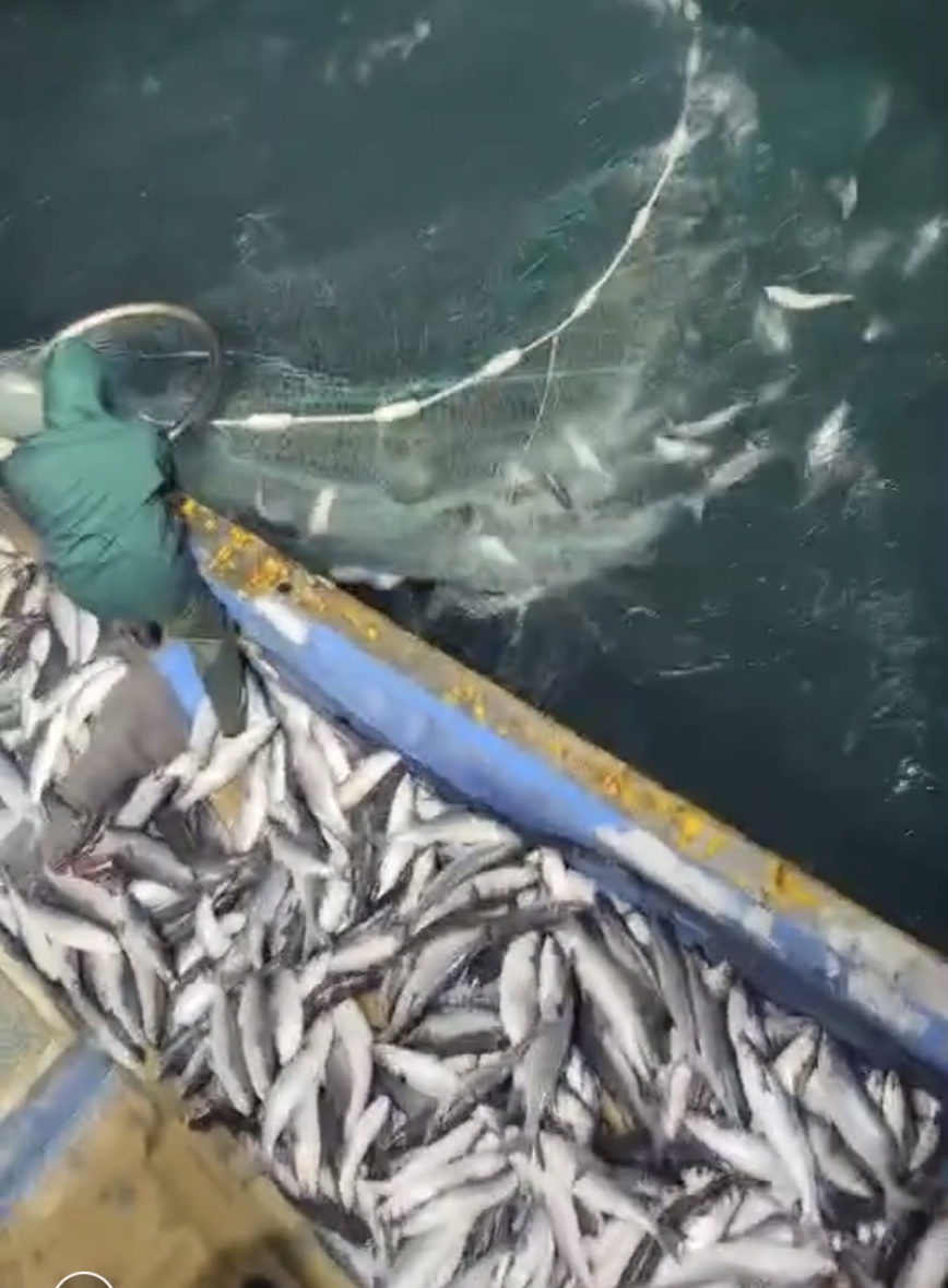 影／大發「黑金」財！捕獲野生烏魚9千多尾獲利400萬 - https://www.watchmedia01.com
