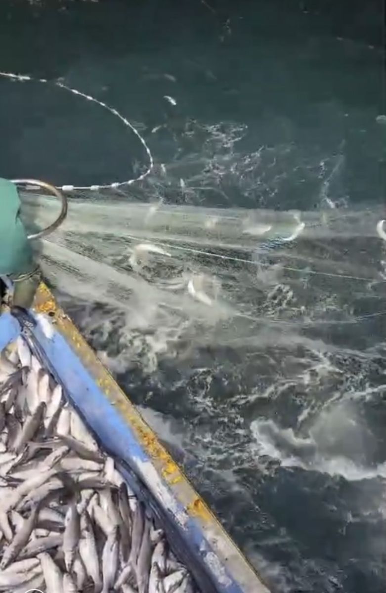 影／大發「黑金」財！捕獲野生烏魚9千多尾獲利400萬 - https://www.watchmedia01.com