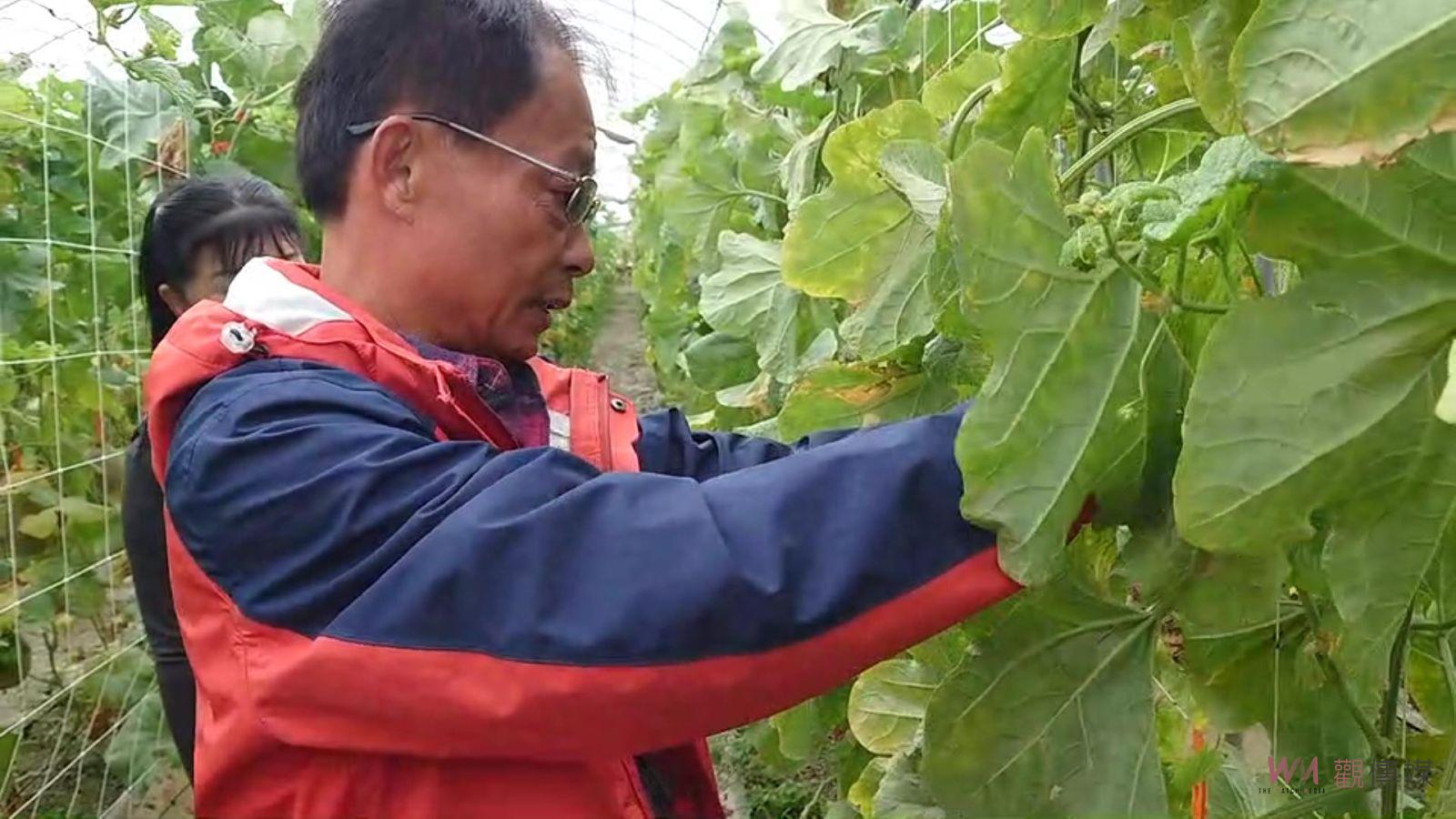 影／葡萄農李文筆改種哈蜜瓜「阿露斯」　香度口感CP值超高 - https://www.watchmedia01.com