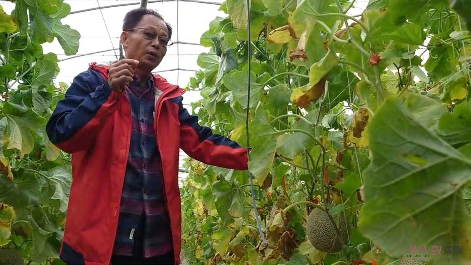 影／葡萄農李文筆改種哈蜜瓜「阿露斯」　香度口感CP值超高 - https://www.watchmedia01.com