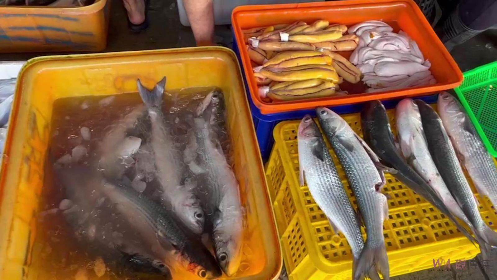 影／殺魚取卵！今冬最後一批了！線西鄉塭仔港烏魚現殺現賣 - https://www.watchmedia01.com