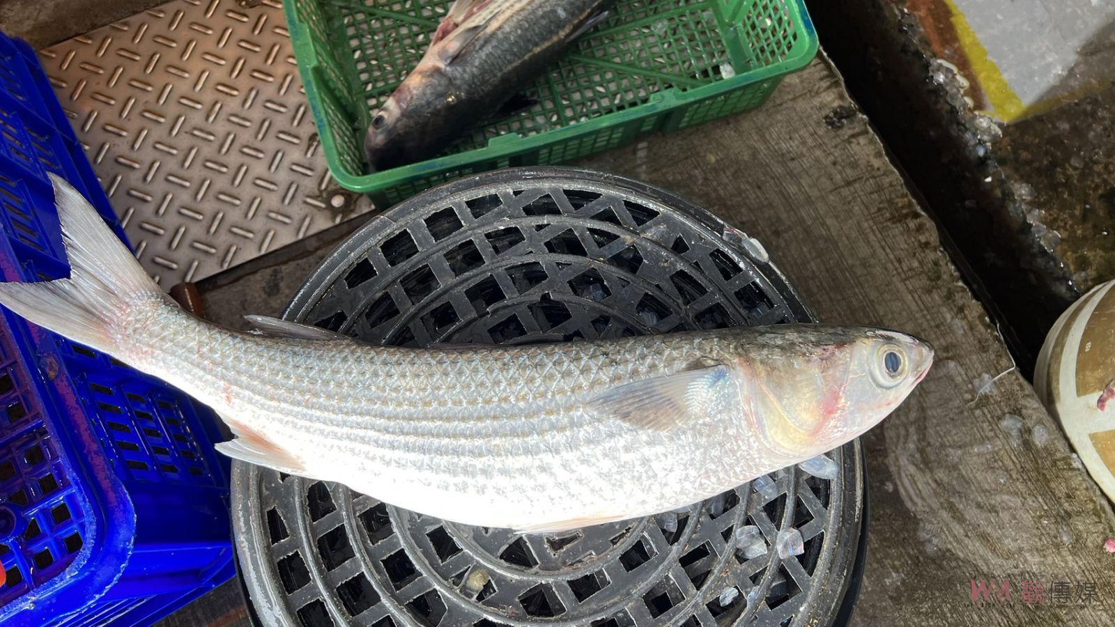 影／殺魚取卵！今冬最後一批了！線西鄉塭仔港烏魚現殺現賣 - https://www.watchmedia01.com