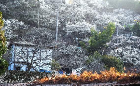 南投信義梅花大爆開 春節踏雪尋梅黃金期 - https://www.watchmedia01.com