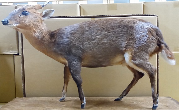 遇見縱橫山林的忍者 玉山哺乳類動物特展 - https://www.watchmedia01.com