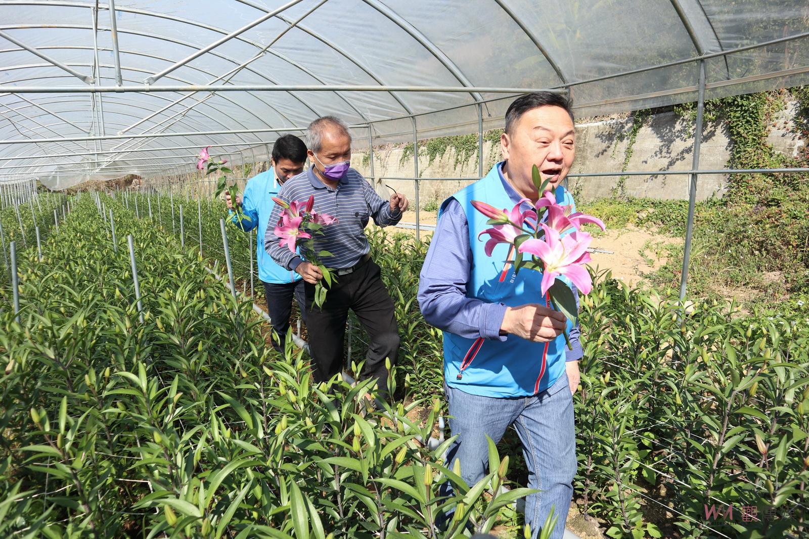 影／員林八卦山脈香水百合優雅綻放中　香氣濃郁芬芳 - https://www.watchmedia01.com