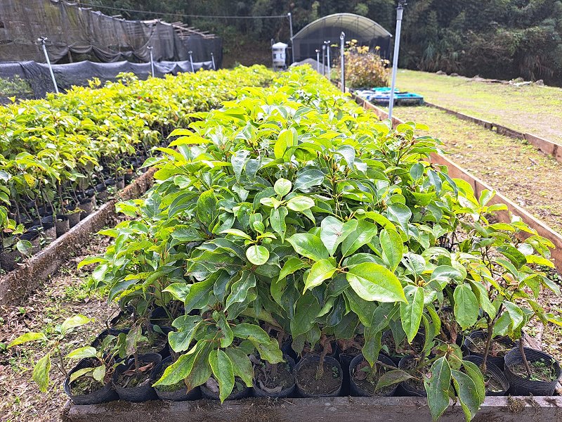 臺灣人氣原生樹木種苗　嘉義林管處以成本價開賣 - https://www.watchmedia01.com