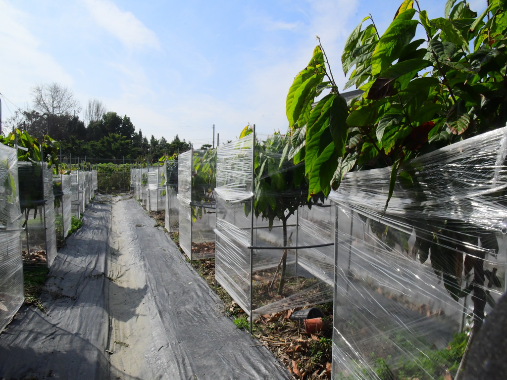 科技副董返鄉推可可樹契作 號召家鄉子弟共同打造巧克力夢工廠 - https://www.watchmedia01.com