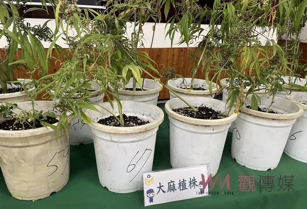 斜槓人生用荒廢蘭花園改種大麻 民雄警分局機智查獲避免流出市面 - https://www.watchmedia01.com