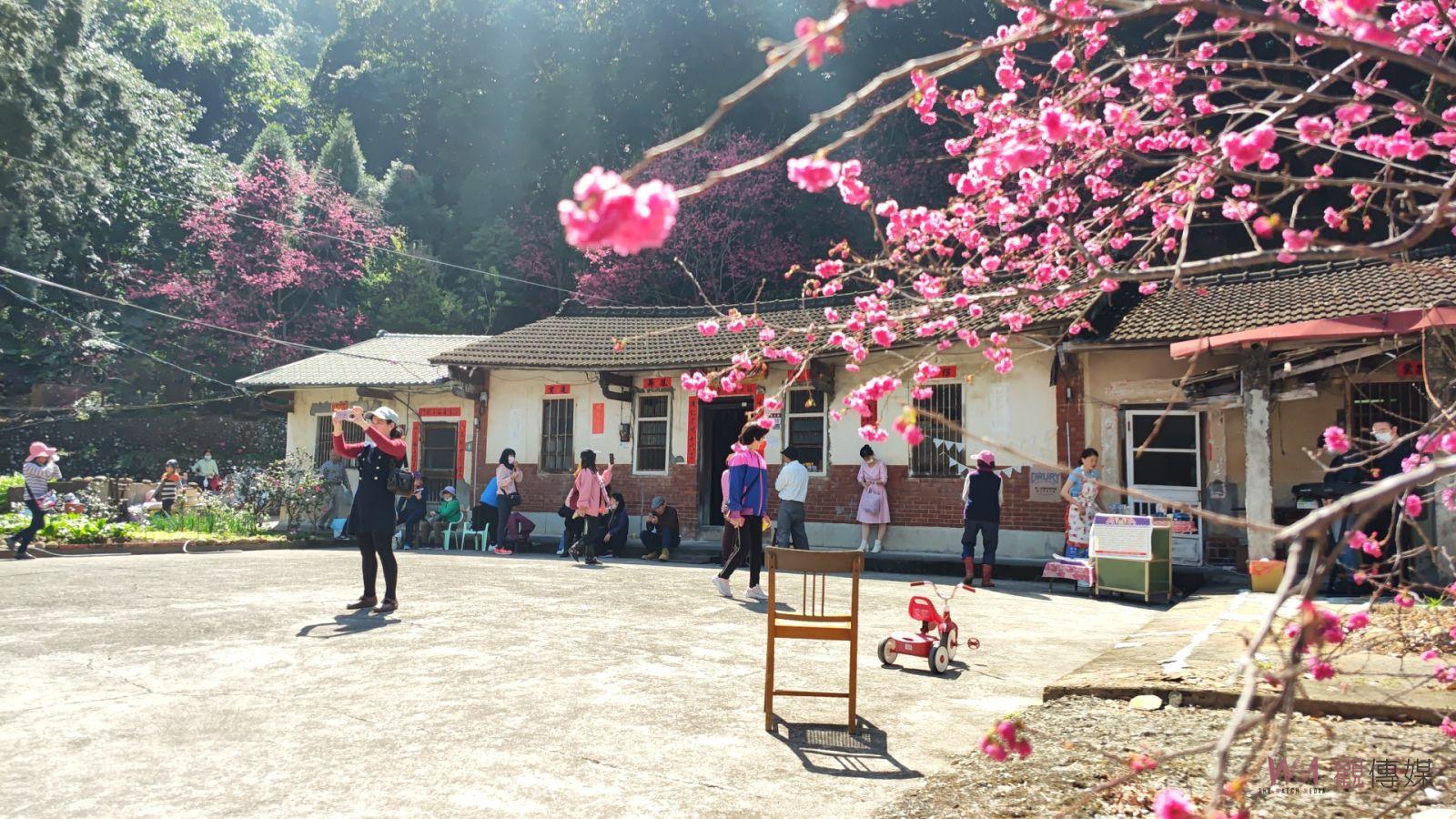 影／賞櫻祕境！員林吳家古厝櫻花盛開　花季引人入勝 - https://www.watchmedia01.com
