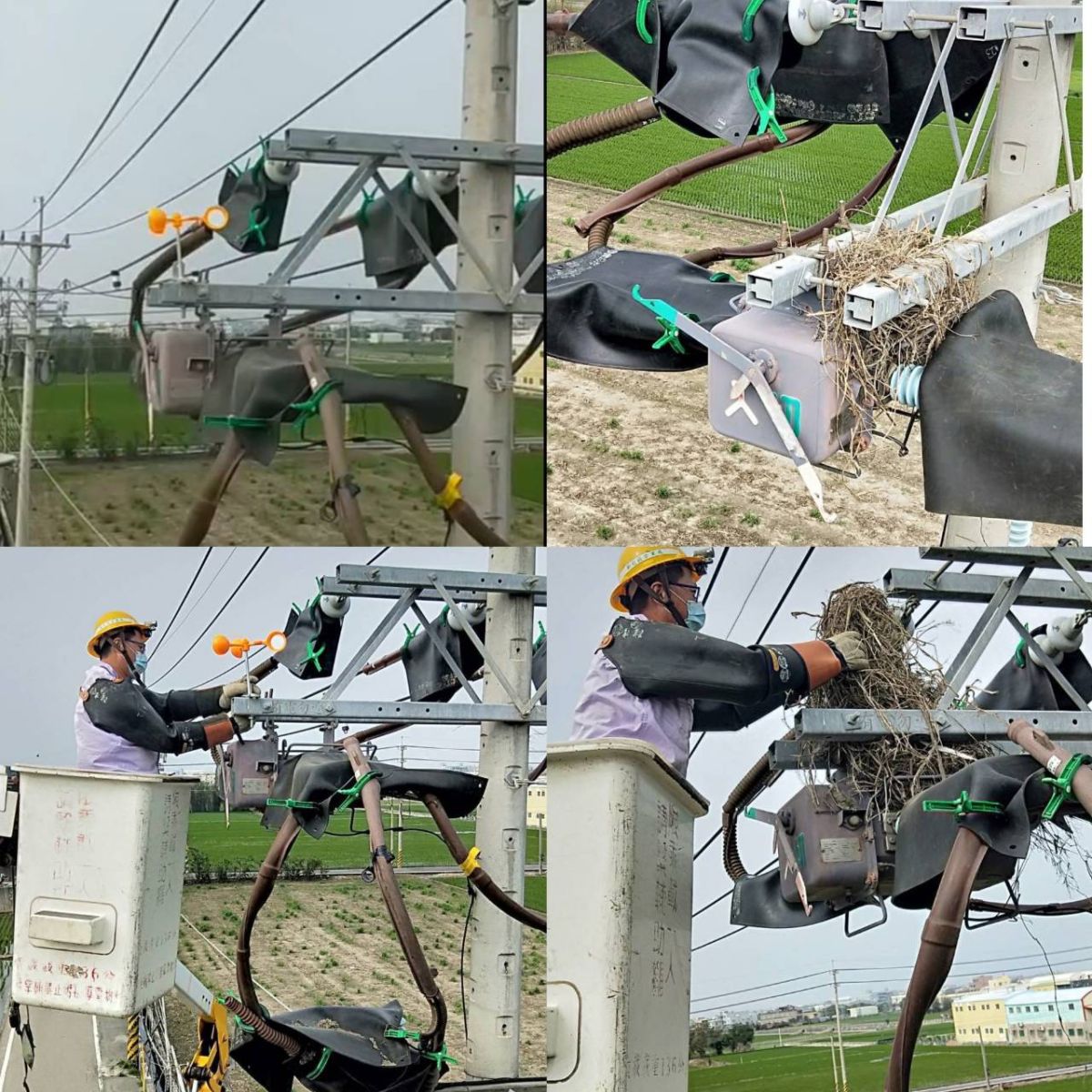 預防鳥巢釀停電　台電彰化區處移除作業無假期 - https://www.watchmedia01.com