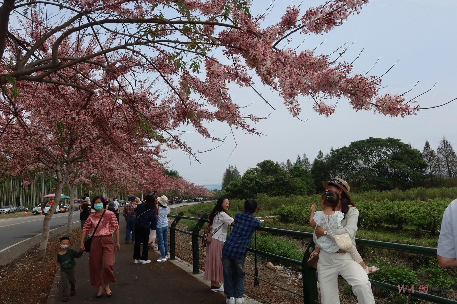 影／粉紅花海炸開！二水鐵道花旗木與集集小火車同框 - https://www.watchmedia01.com